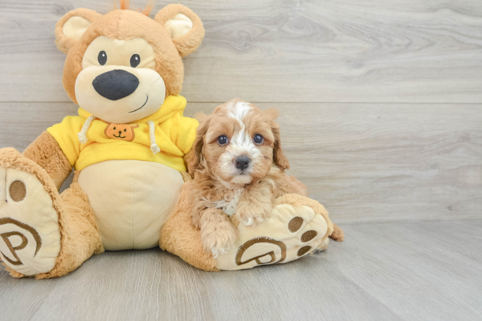 Best Cavapoo Baby