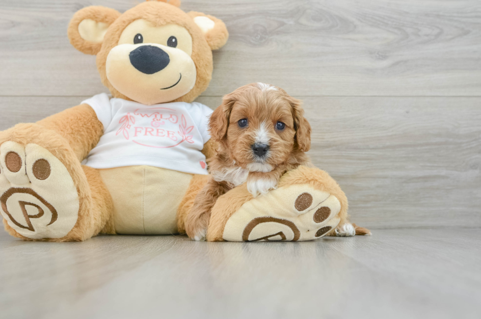 5 week old Cavapoo Puppy For Sale - Puppy Love PR