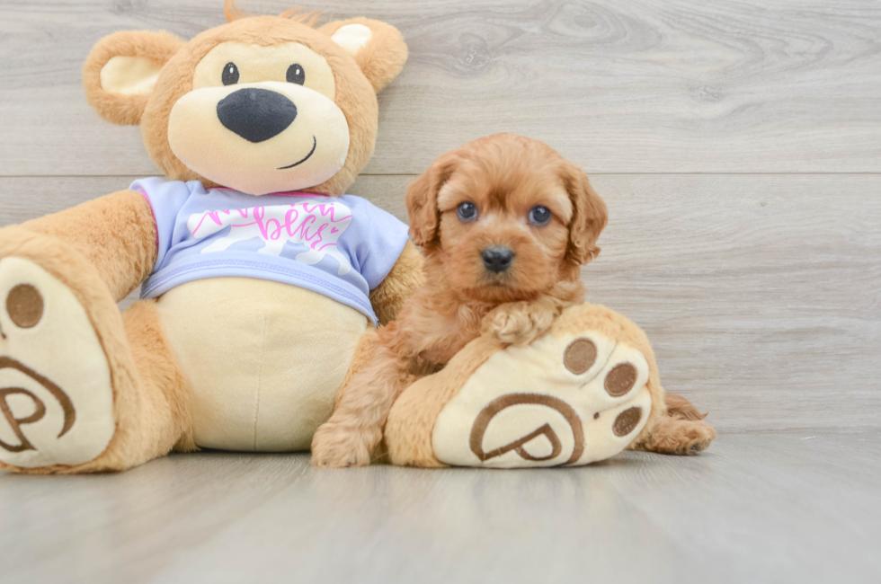 6 week old Cavapoo Puppy For Sale - Puppy Love PR