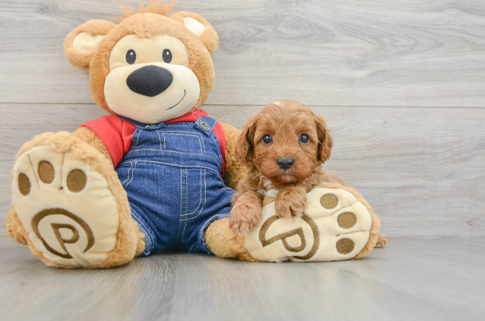 6 week old Cavapoo Puppy For Sale - Puppy Love PR