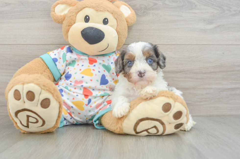 5 week old Cavapoo Puppy For Sale - Puppy Love PR