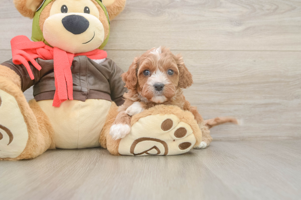 5 week old Cavapoo Puppy For Sale - Puppy Love PR
