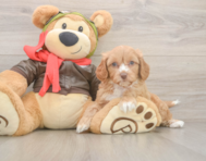 7 week old Cavapoo Puppy For Sale - Puppy Love PR