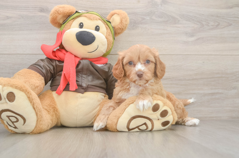 6 week old Cavapoo Puppy For Sale - Puppy Love PR
