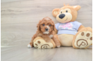 Playful Cavapoodle Poodle Mix Puppy