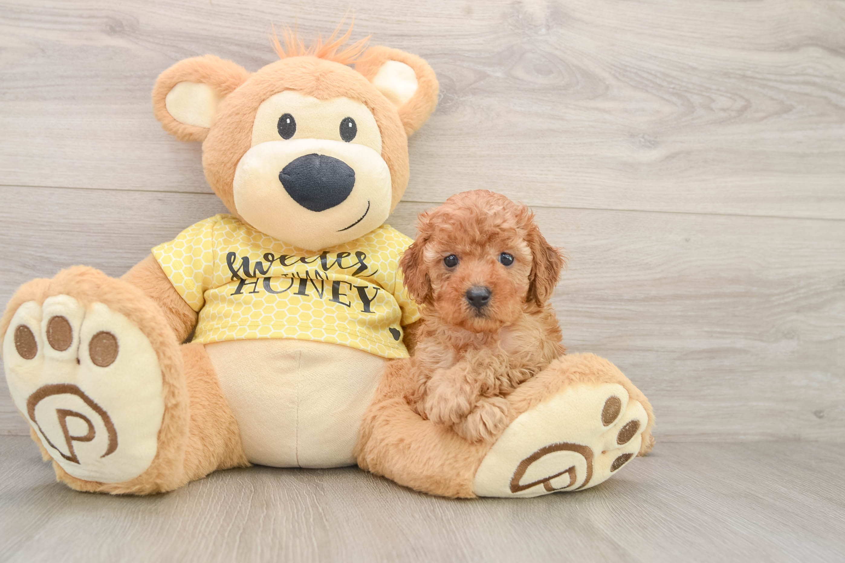 Hypoallergenic Cavadoodle Poodle Mix Puppy