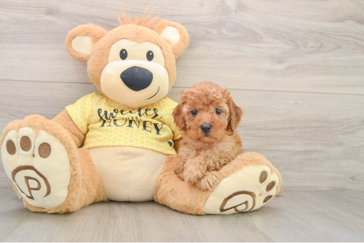 Hypoallergenic Cavadoodle Poodle Mix Puppy