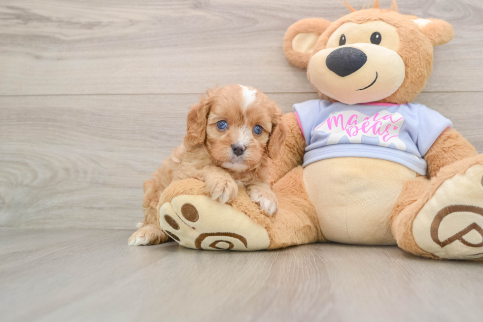Cavapoo Pup Being Cute