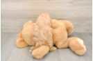 Playful Cavapoodle Poodle Mix Puppy