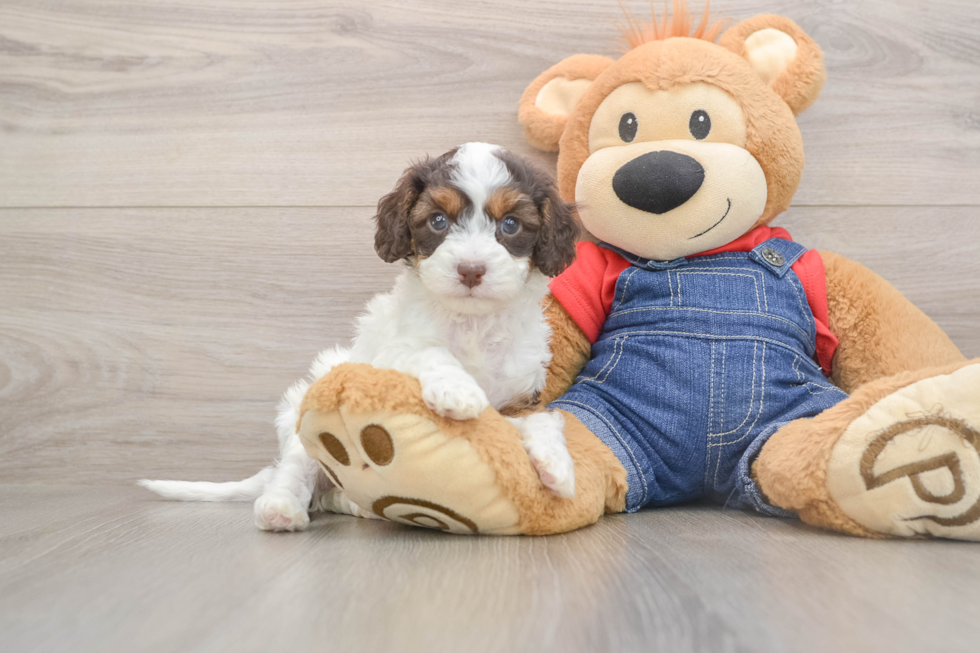 Hypoallergenic Cavadoodle Poodle Mix Puppy