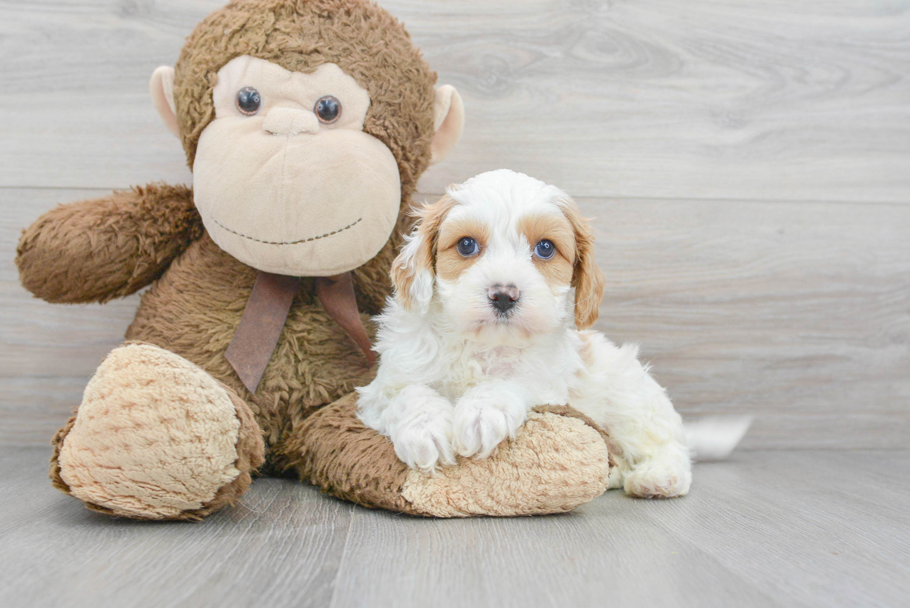 Cute Cavapoo Baby