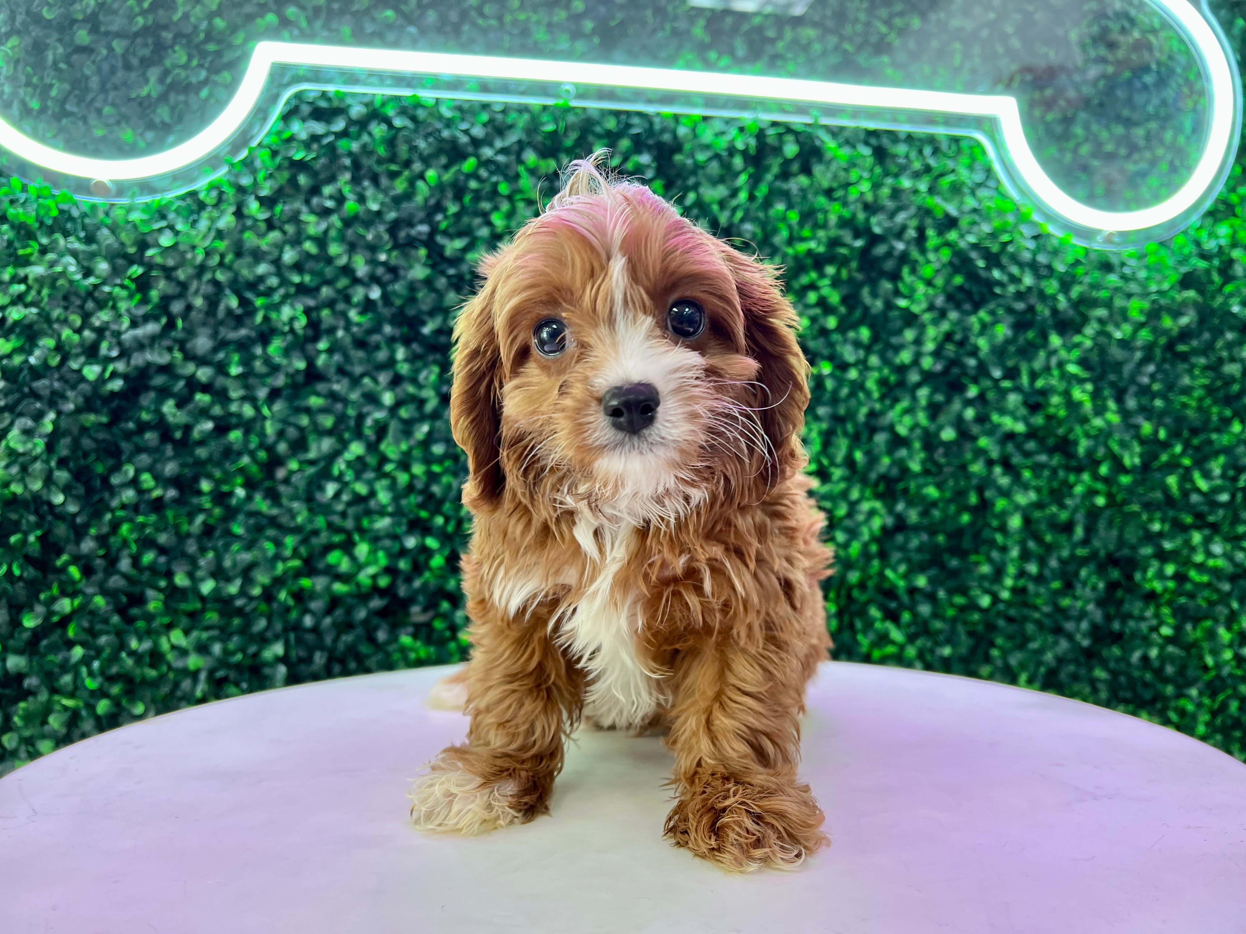Cute Cavapoo Poodle Mix Pup