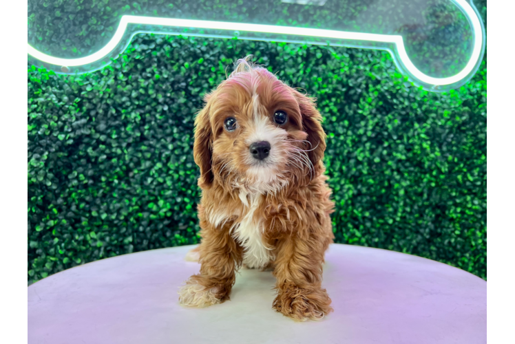 Cute Cavapoo Poodle Mix Pup