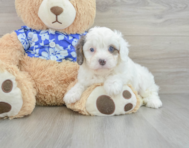 10 week old Cavapoo Puppy For Sale - Puppy Love PR