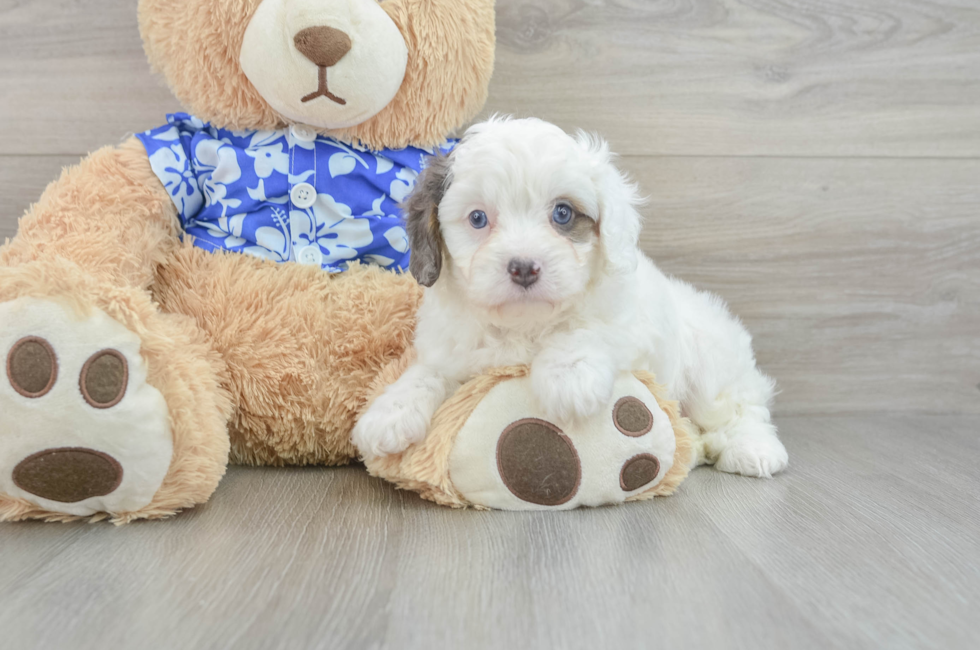 6 week old Cavapoo Puppy For Sale - Puppy Love PR