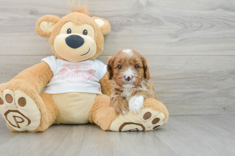 5 week old Cavapoo Puppy For Sale - Puppy Love PR