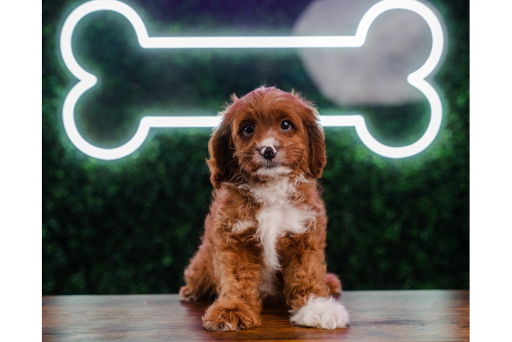 Meet Anthony - our Cavapoo Puppy Photo 1/4 - Puppy Love PR Cavapoo Pup Being Cute
