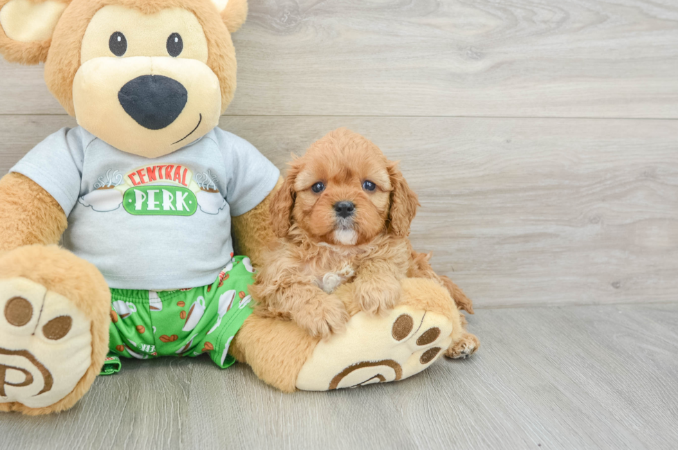 6 week old Cavapoo Puppy For Sale - Puppy Love PR