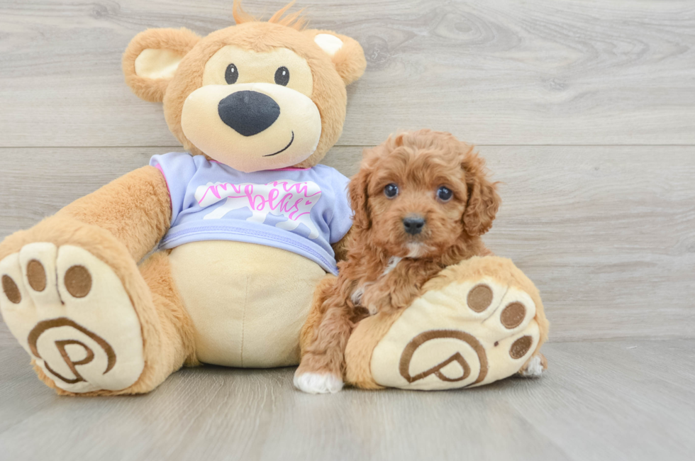 6 week old Cavapoo Puppy For Sale - Puppy Love PR