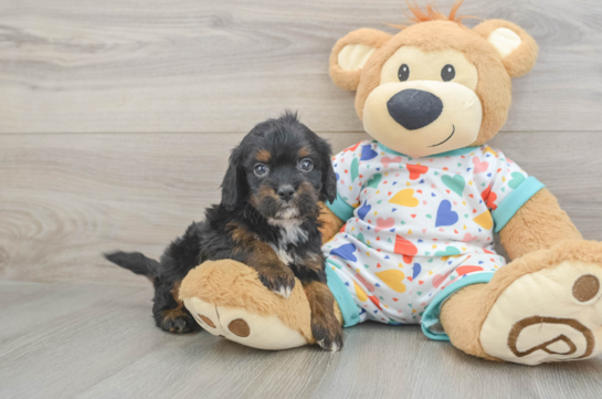 Cavapoo Pup Being Cute