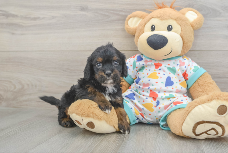 Meet Anthony - our Cavapoo Puppy Photo 1/3 - Puppy Love PR Cavapoo Pup Being Cute