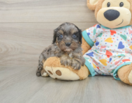 8 week old Cavapoo Puppy For Sale - Puppy Love PR