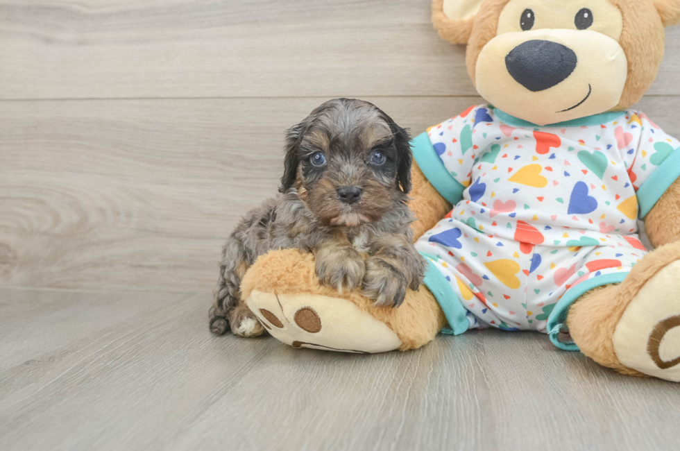 5 week old Cavapoo Puppy For Sale - Puppy Love PR