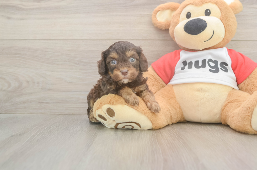 5 week old Cavapoo Puppy For Sale - Puppy Love PR