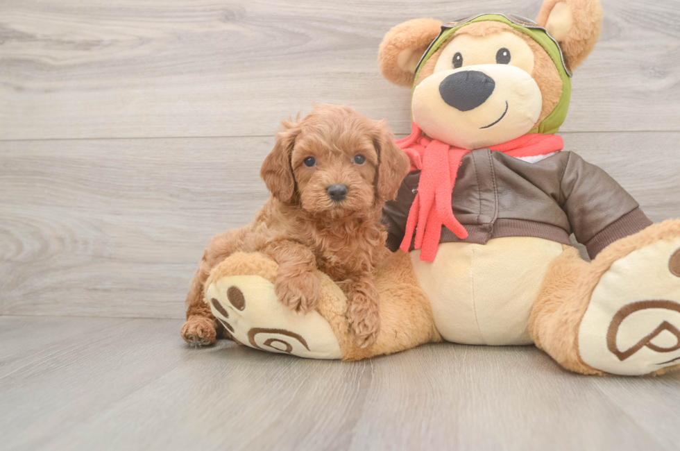 6 week old Cavapoo Puppy For Sale - Puppy Love PR
