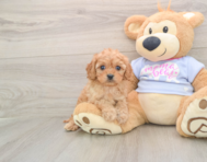 6 week old Cavapoo Puppy For Sale - Puppy Love PR