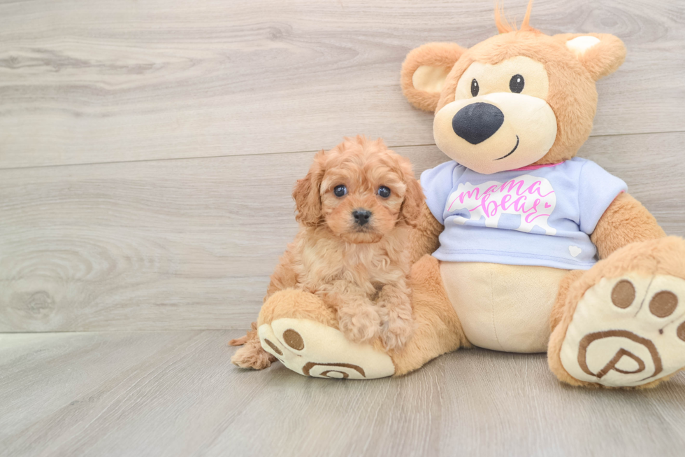 Friendly Cavapoo Baby