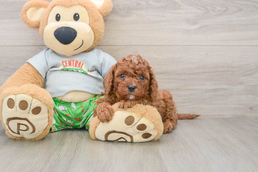 Little Cavipoo Poodle Mix Puppy