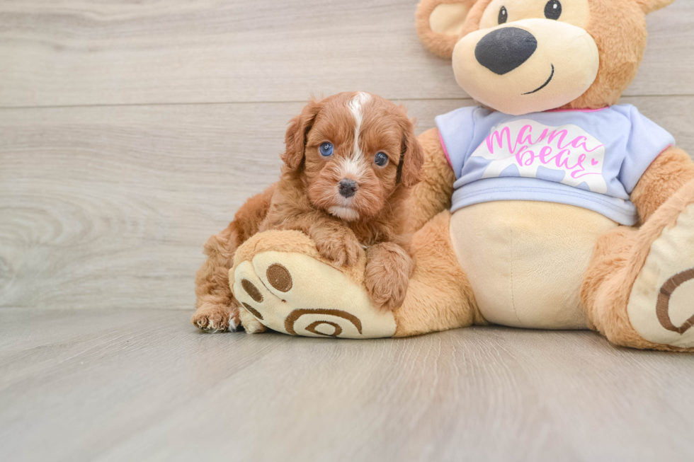 Cavapoo Puppy for Adoption