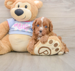 5 week old Cavapoo Puppy For Sale - Puppy Love PR