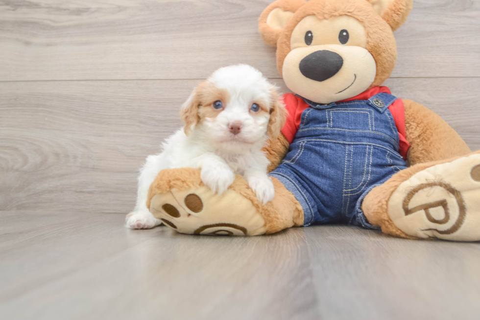 Petite Cavapoo Poodle Mix Pup