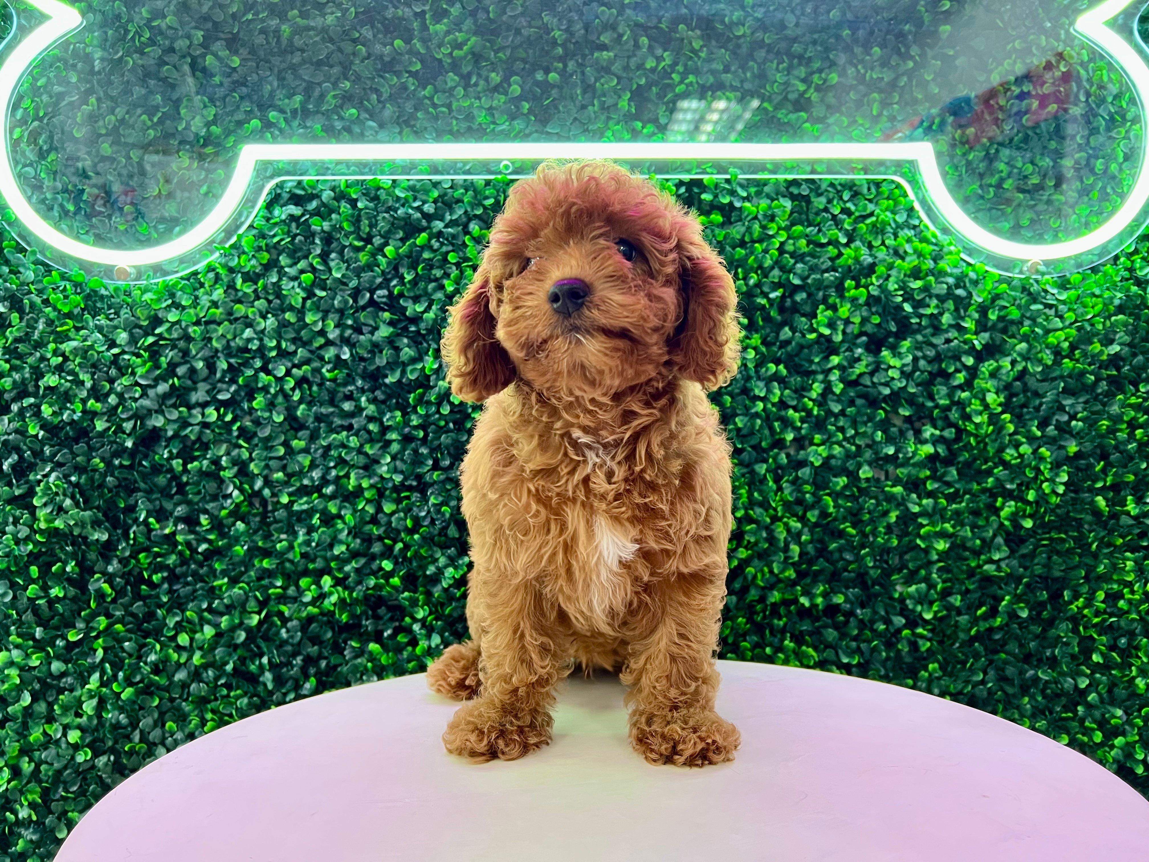 Cute Cavapoo Poodle Mix Pup