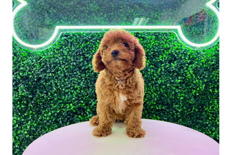 Cute Cavapoo Poodle Mix Pup