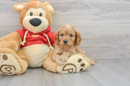 Best Cavapoo Baby