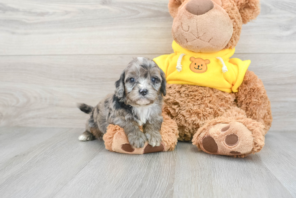 cual es mejor cockapoo o cavapoo