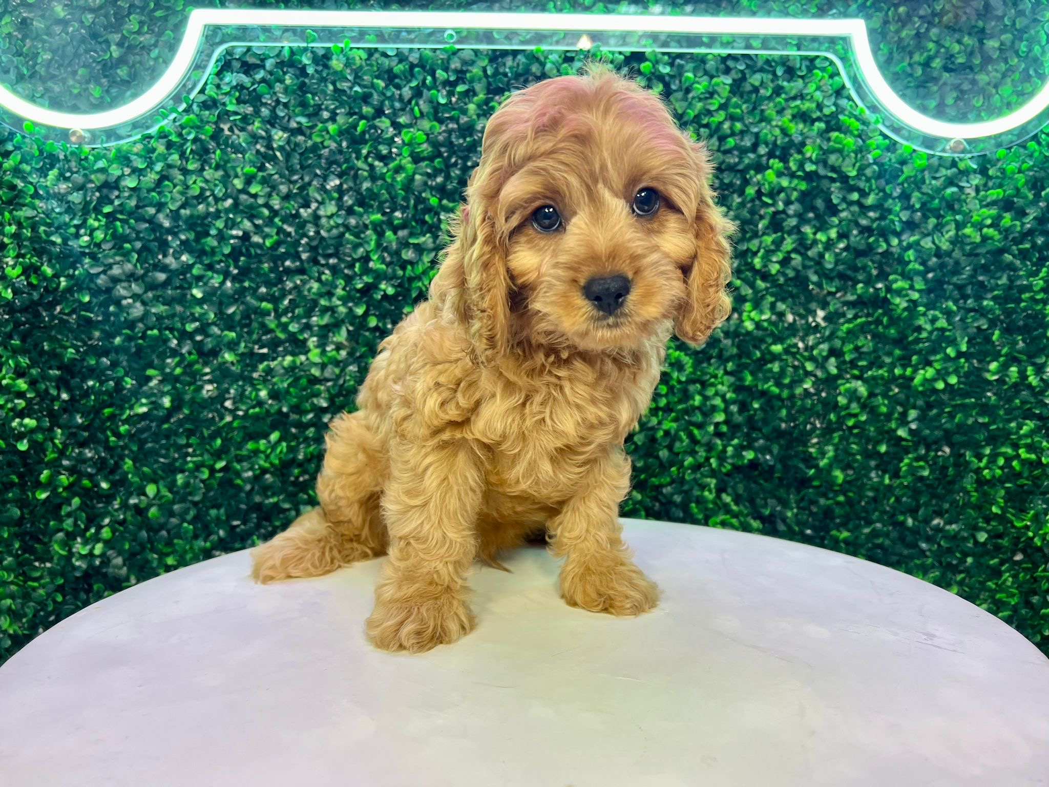 Cavapoo Puppy for Adoption