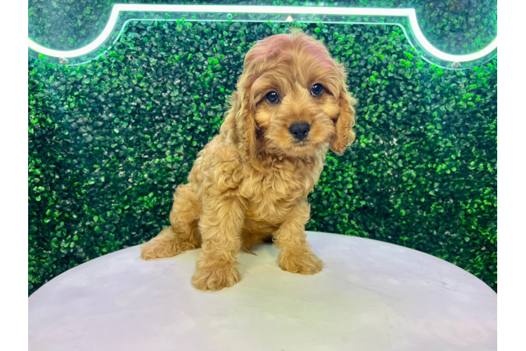 Meet Argo - our Cavapoo Puppy Photo 1/4 - Puppy Love PR Cavapoo Puppy for Adoption