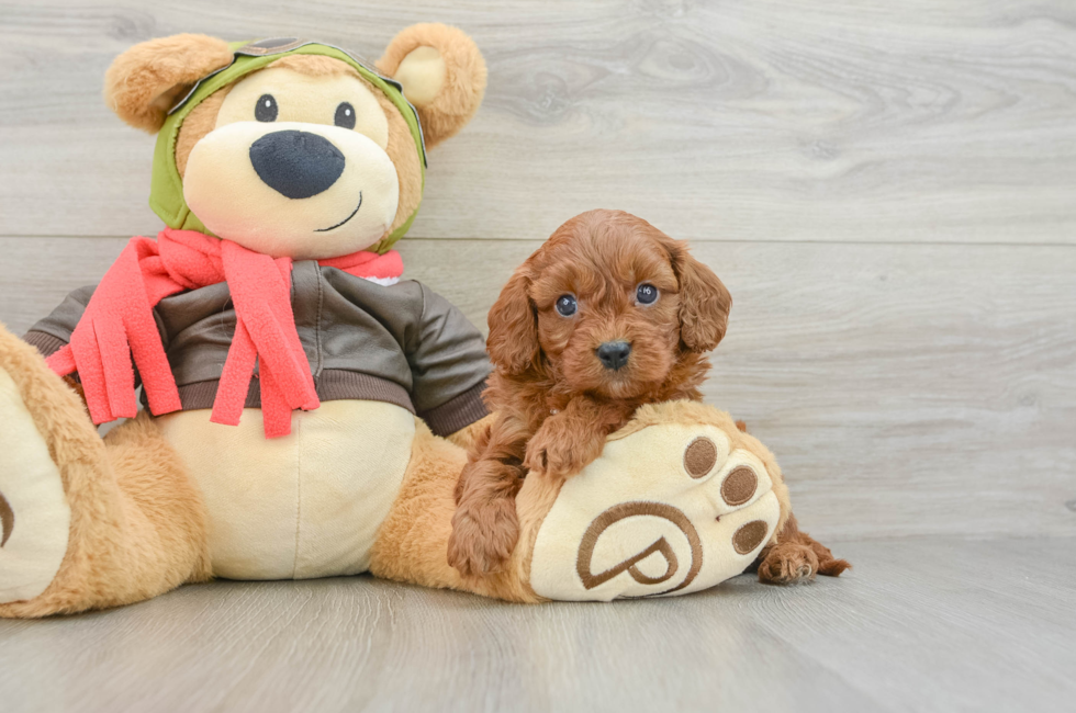 8 week old Cavapoo Puppy For Sale - Puppy Love PR