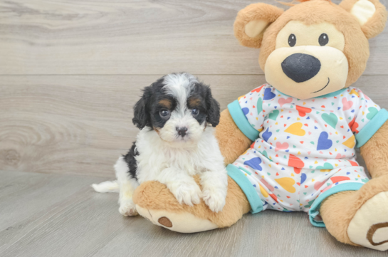 Sweet Cavapoo Baby