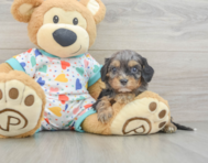 8 week old Cavapoo Puppy For Sale - Puppy Love PR