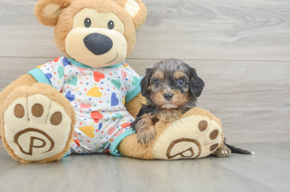 5 week old Cavapoo Puppy For Sale - Puppy Love PR
