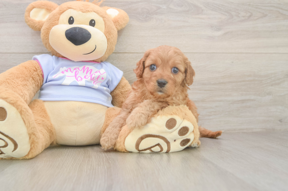 5 week old Cavapoo Puppy For Sale - Puppy Love PR