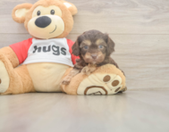 7 week old Cavapoo Puppy For Sale - Puppy Love PR