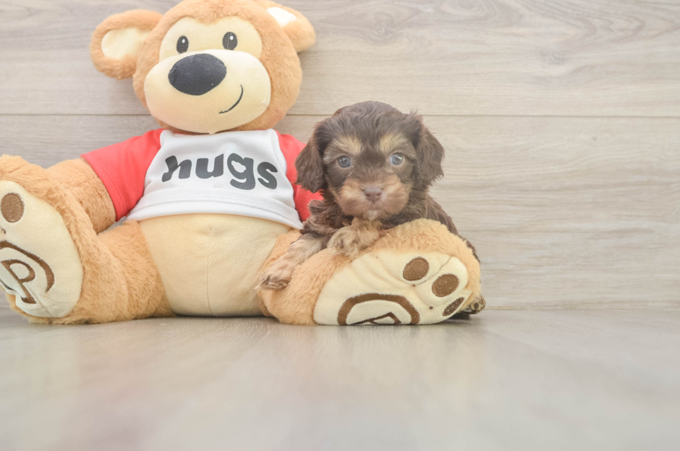 5 week old Cavapoo Puppy For Sale - Puppy Love PR
