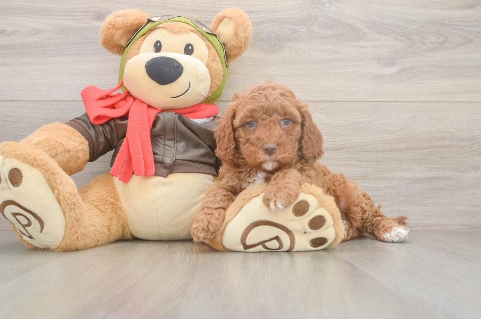 6 week old Cavapoo Puppy For Sale - Puppy Love PR