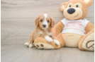 Best Cavapoo Baby